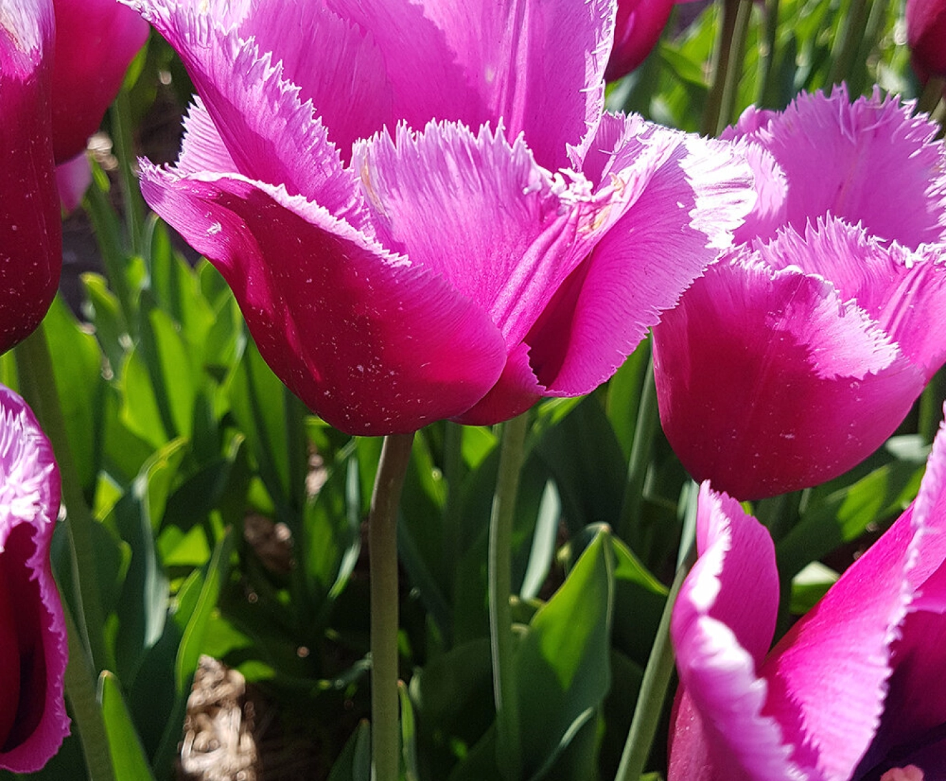Louvre Purple Flowers