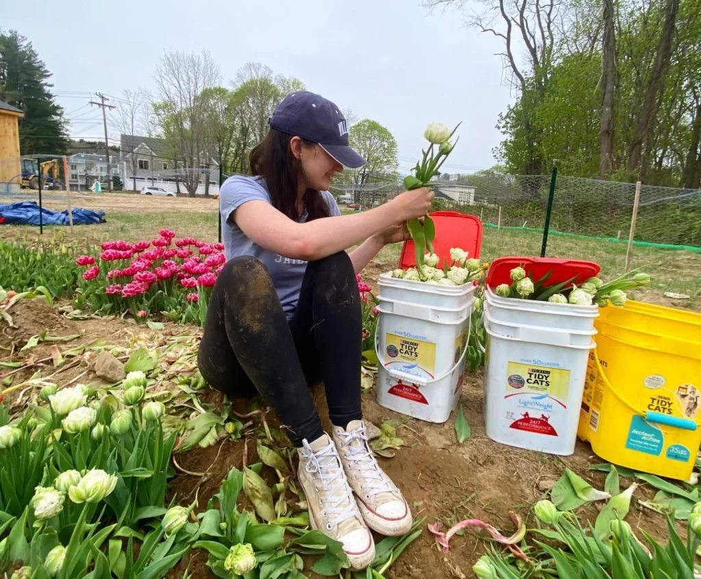 STEMS volunteer picking flowers in Wayland, MA