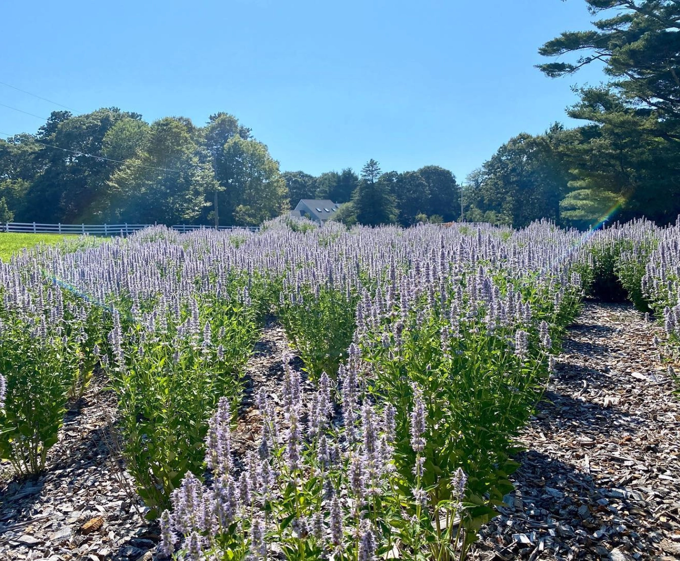 Flower field at STEMS Wayland, MA