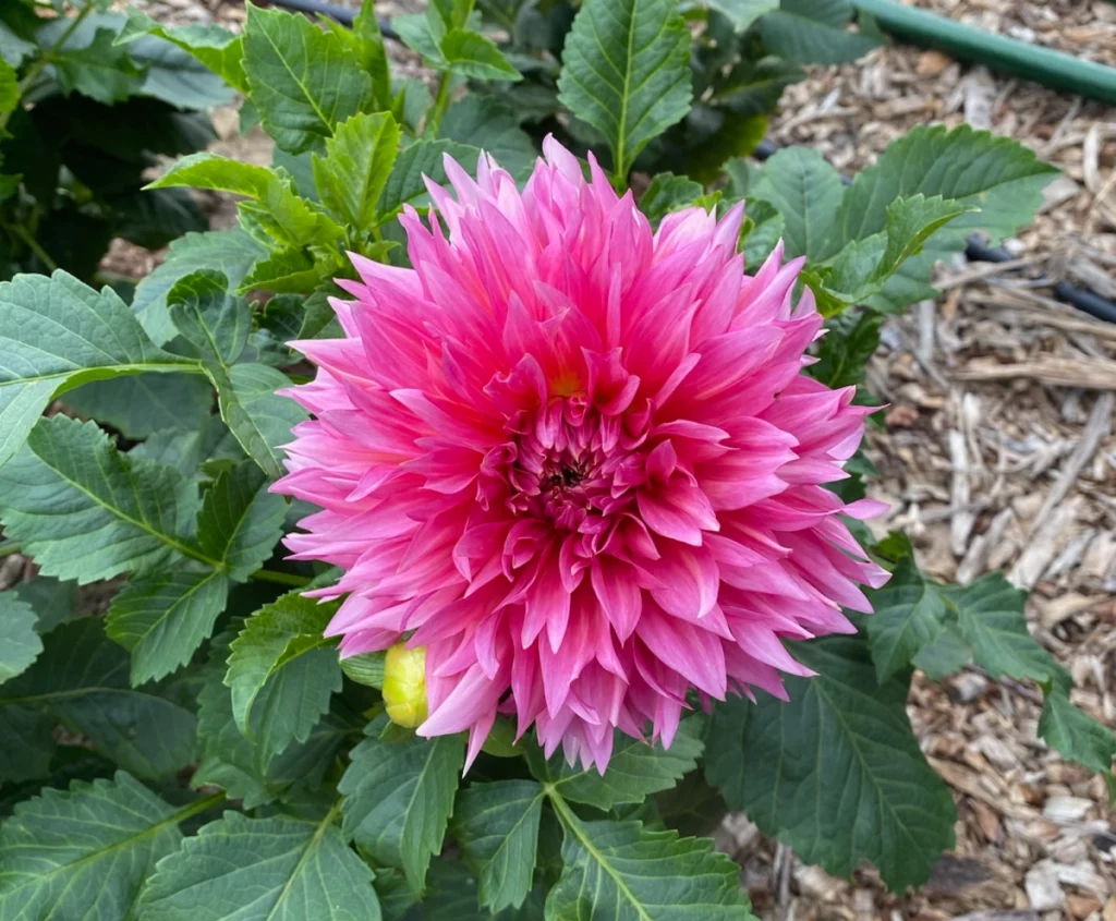 Magenta Dahlia flower grown on STEMS Wayland MA farm