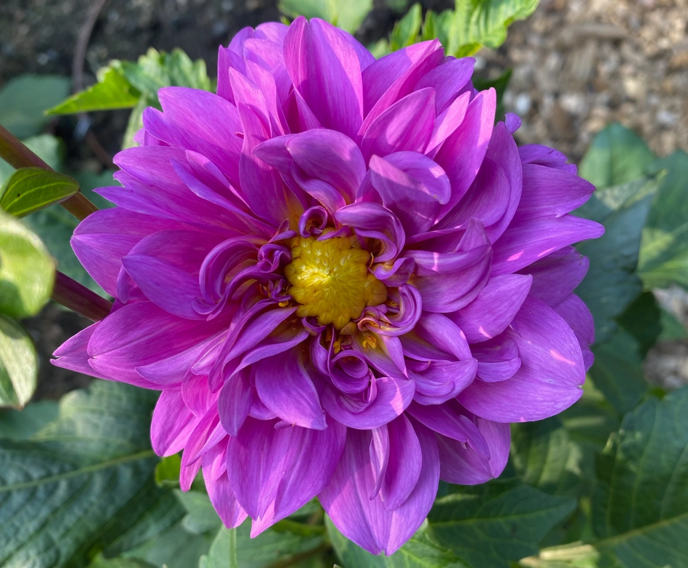 Purple Dahlia flower grown on STEMS Wayland MA farm