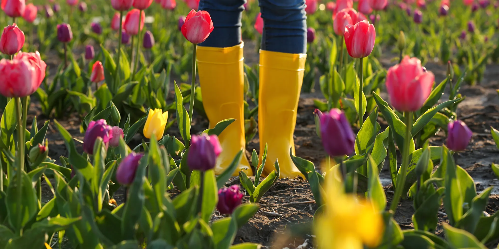 Standing in yellow boots in a field of tulips